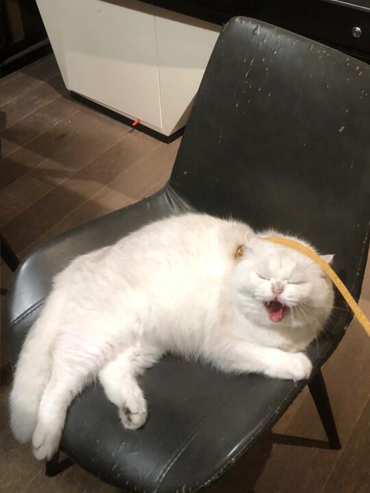 小猫生气了，后果很严重