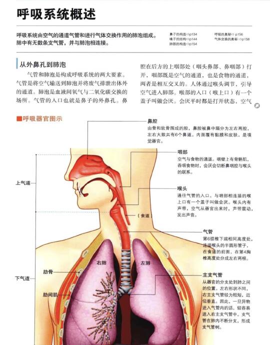 今日学习——呼吸系统
