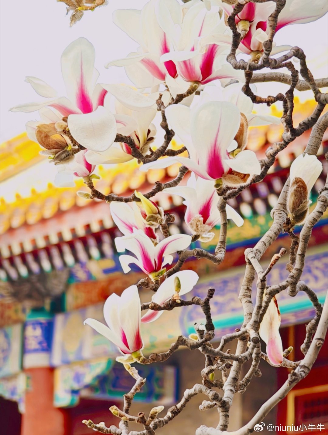 骑行赴春约，从普度寺到太庙，再到中山公园。红墙映玉兰，暗香遇梅花，山桃漫开成诗。