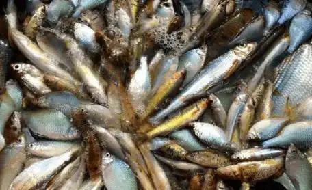 央视直接重拳出击，临沂强盛淡水鱼水产批发市场彻底塌房！



几千斤活鱼，静静地