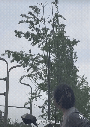 我去！动物也怕 劳资蜀道山！[大笑]