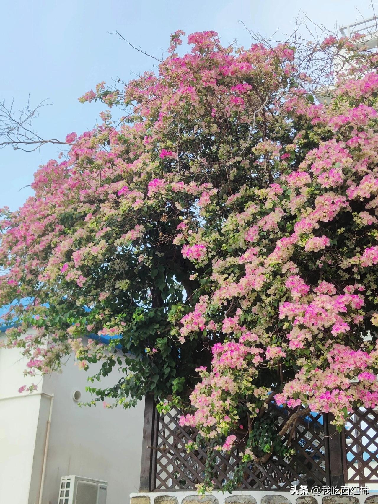 青春期女儿的消费力，有点震惊
最近遭遇了严重的经济危机，是我的宝贝闺女引发的。