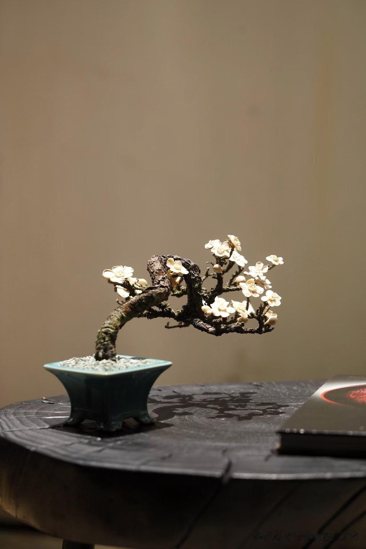 枯木×猛犸｜梅花盆景

一段枯木，几朵寒梅，便是一方清寂天地。

天然枯木虬曲苍