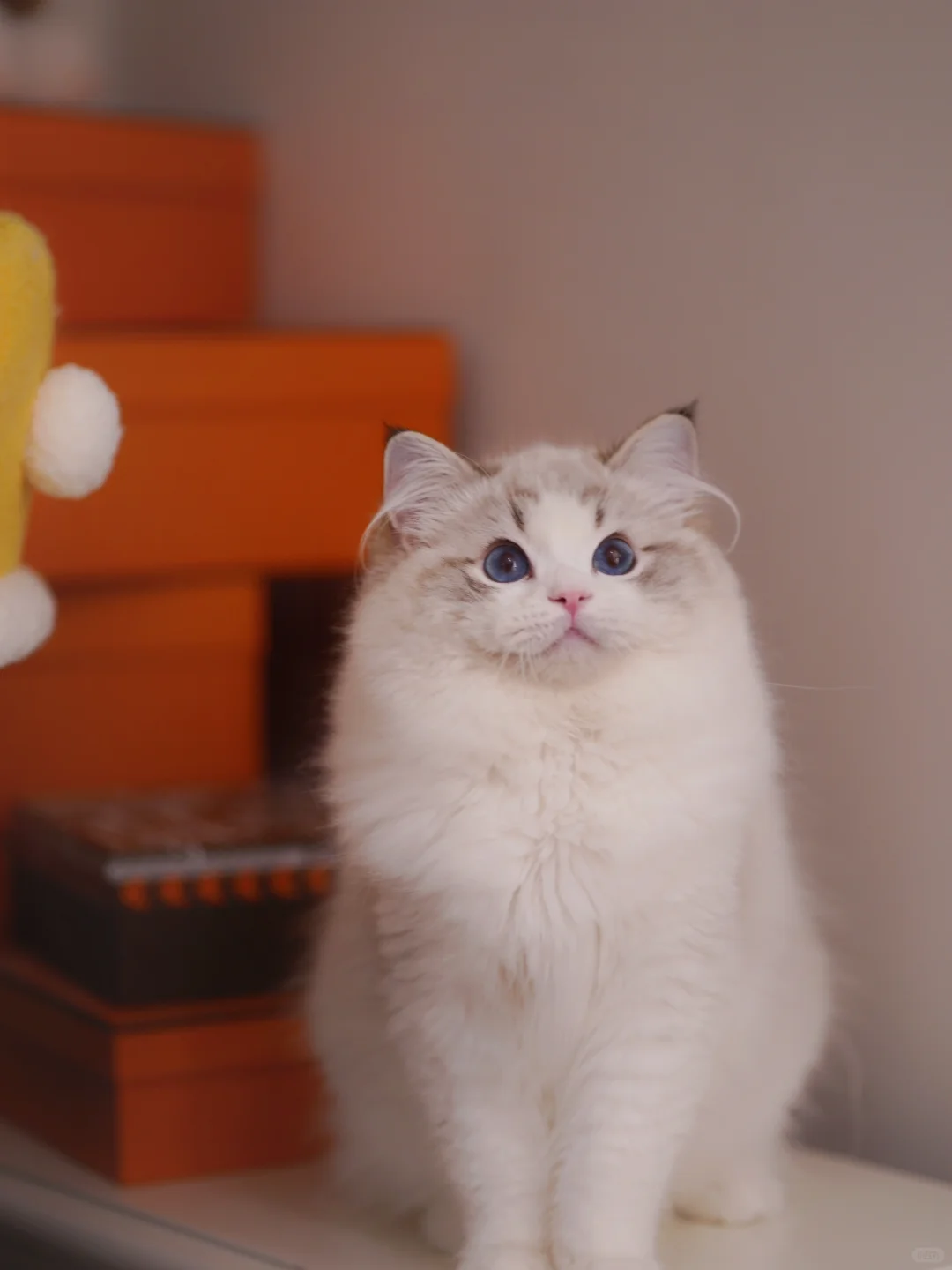 KERR布偶猫｜海山弟弟新家台湾❤️
