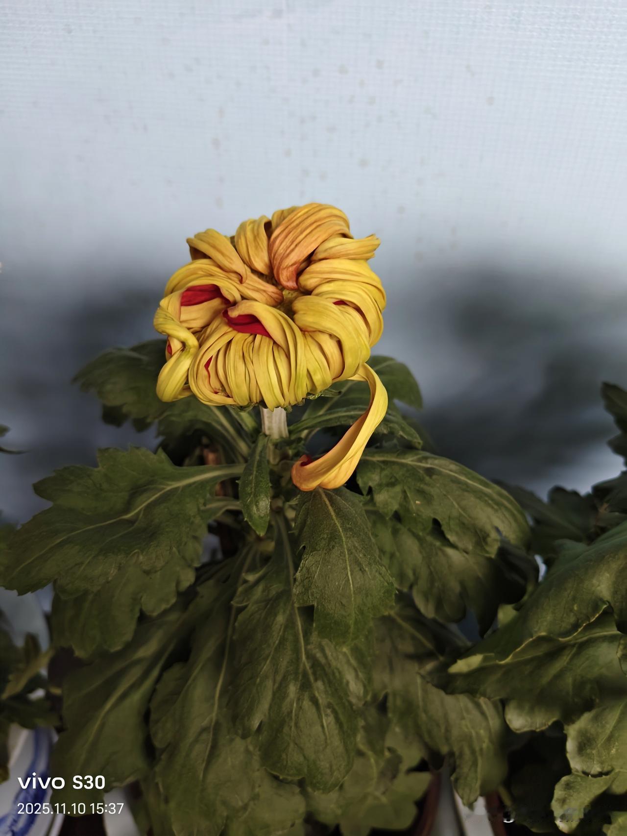 冬日生活打卡季