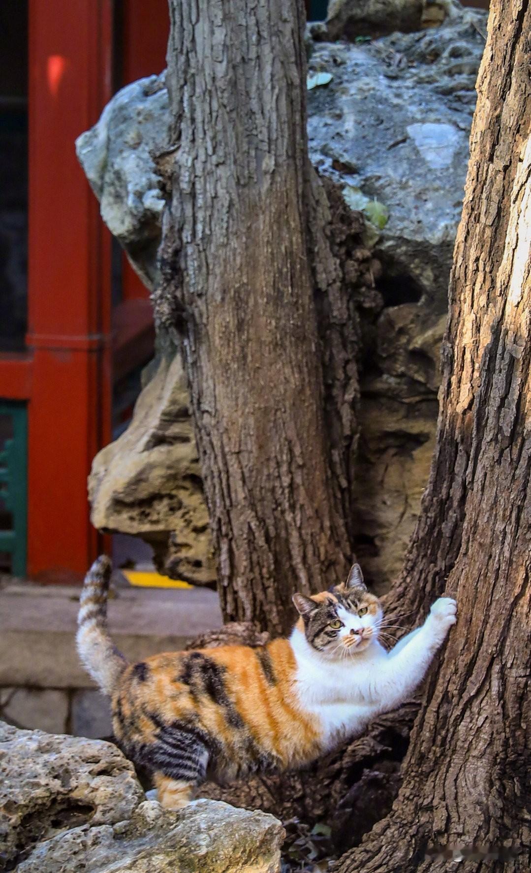 故宫猫咪壁纸上线，毛绒绒，奶乎乎！隔屏撸猫！小猫壁纸 无忧无虑的小猫咪 

来源