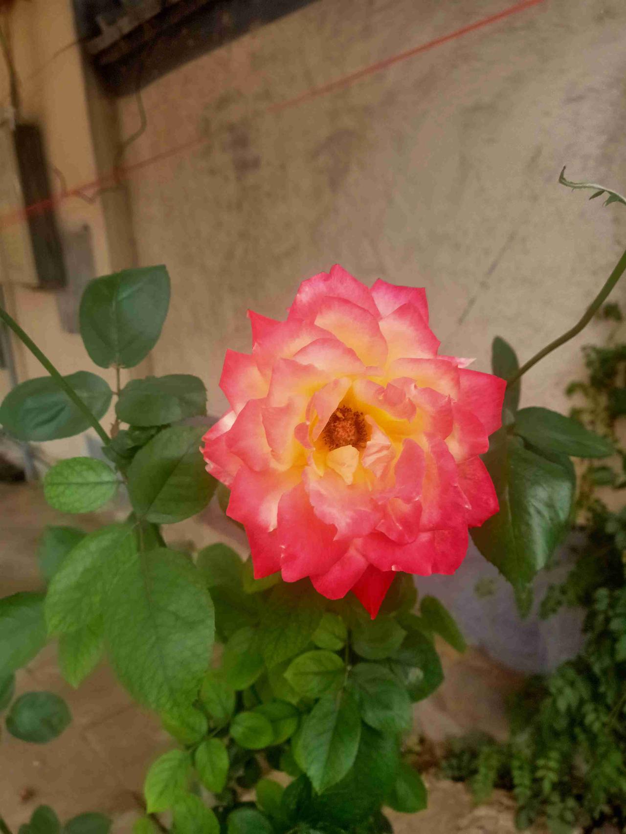 我的今日状态：💰期待暴富
我这里的天气：🍂微风