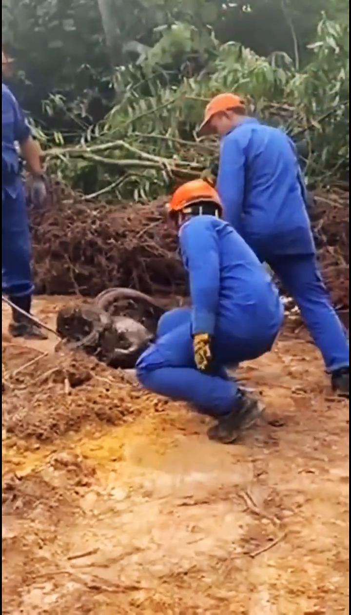 Giant 59KG Python，70 Eggs Uncovered In K