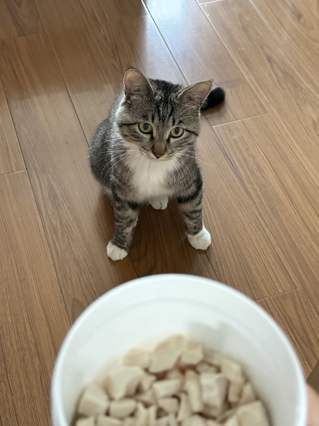 谁家小馋猫