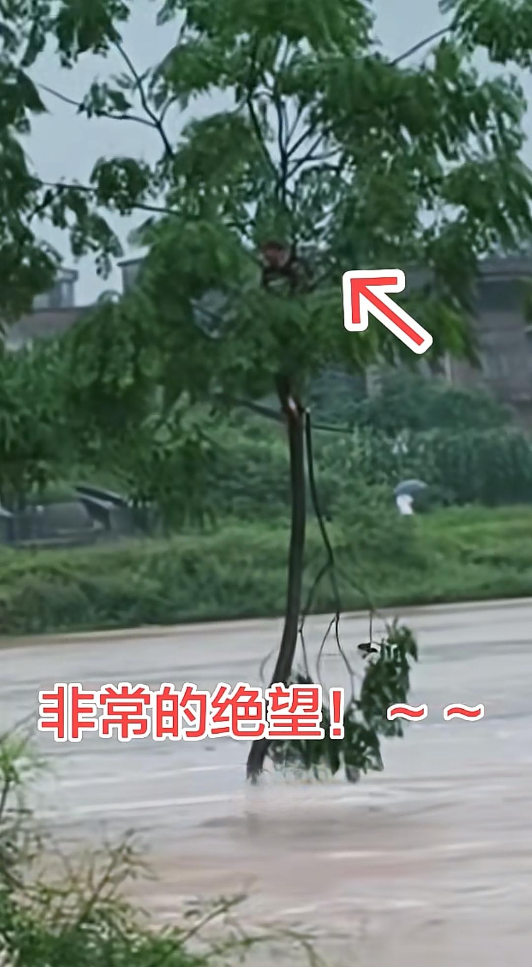 洪水中的树梢上淡定帅哥
大雨过后，洪水泛滥，一位帅哥爬上树梢，很快大树就被洪水淹