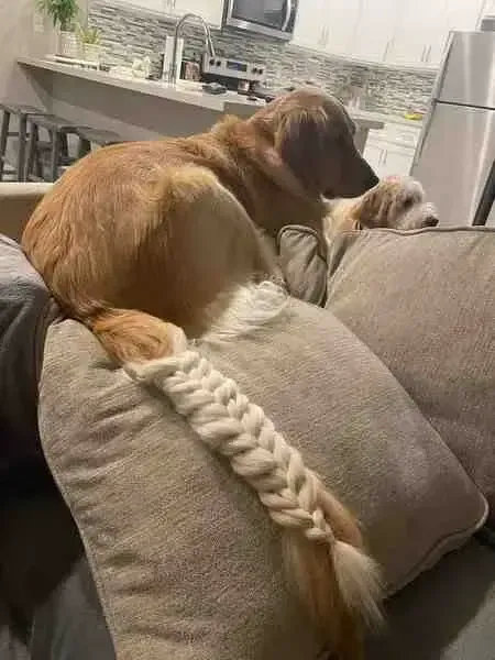 这年头，发量连狗都不如！