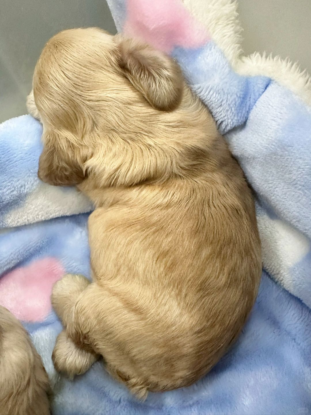 宝宝你是一颗猕猴桃🥝