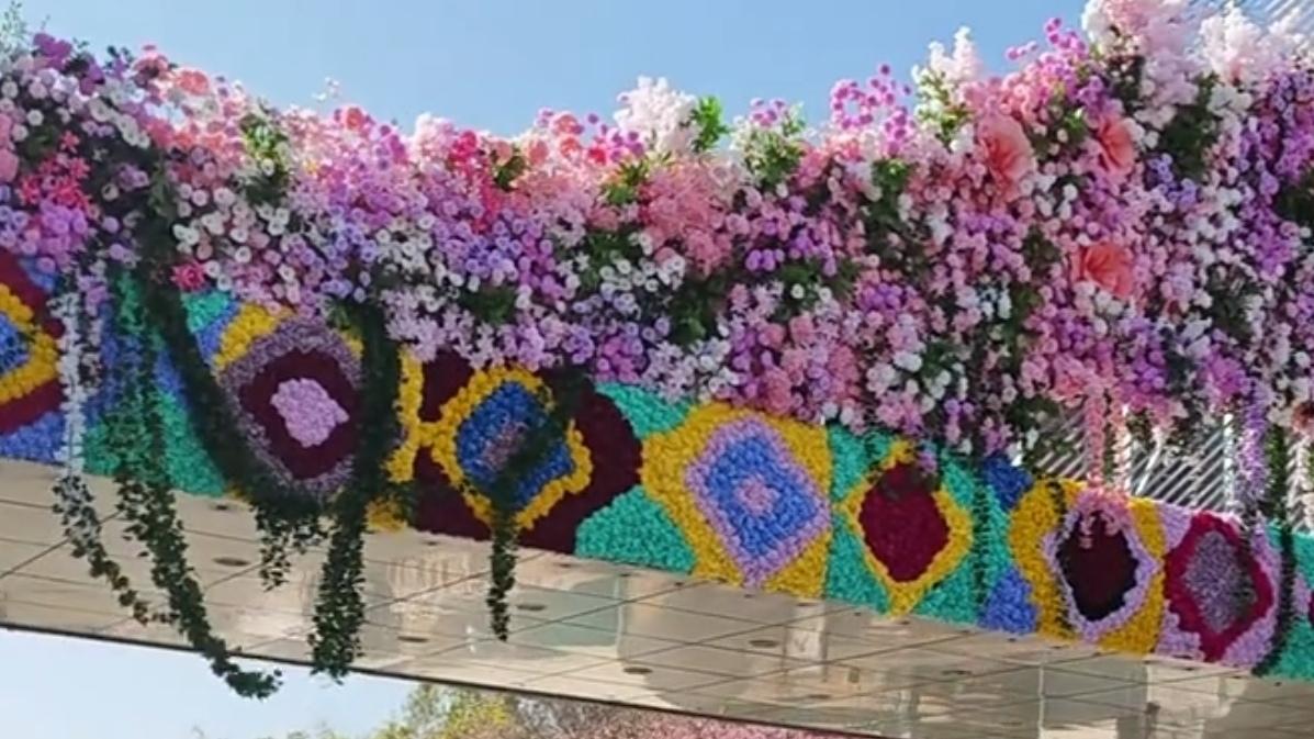 🔥昆明海棠油菜花海醉春光！粉金双绝美到封神。昆明春日顶流上线！垂丝海棠粉雾漫天