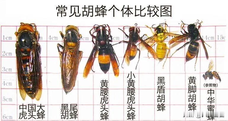 你知道马蜂和胡蜂有什么区别吗？
我们生活中俗称的黄蜂、马蜂、草蜂等，都属于胡蜂。