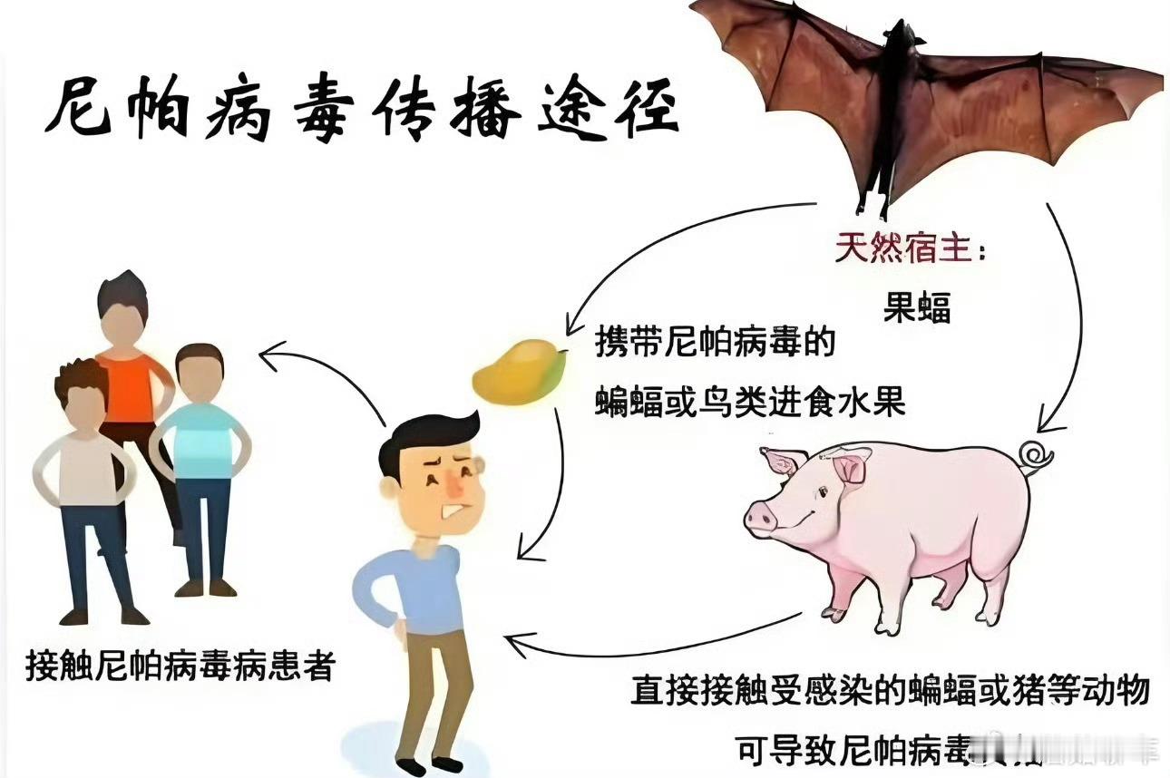 我国已将尼帕病毒纳入检测范围查了一下，他主要是接触传播，飞沫传播的效率比较低但是