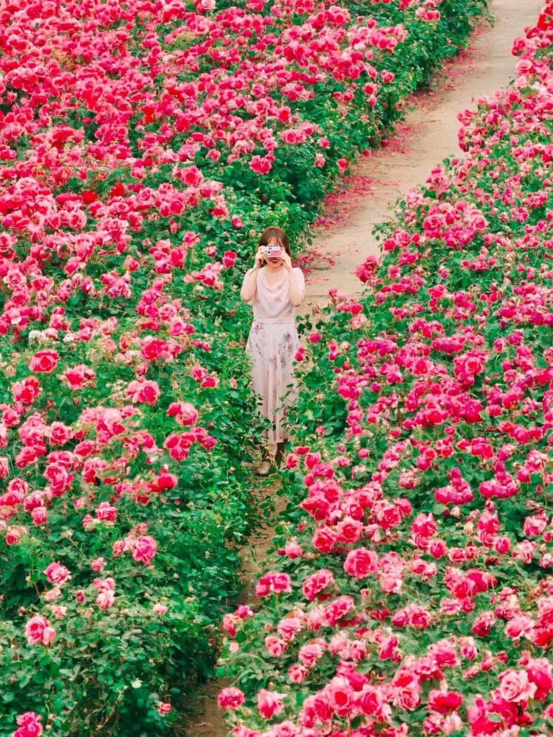 首尔玫瑰庆典💐谁能拒绝玫瑰香味夏日花海