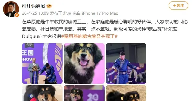 刚过两周，霍思燕再传喜讯！丈夫杜江发文： “笨笨狼”向全国报道，中国原生犬种蒙古獒创历史