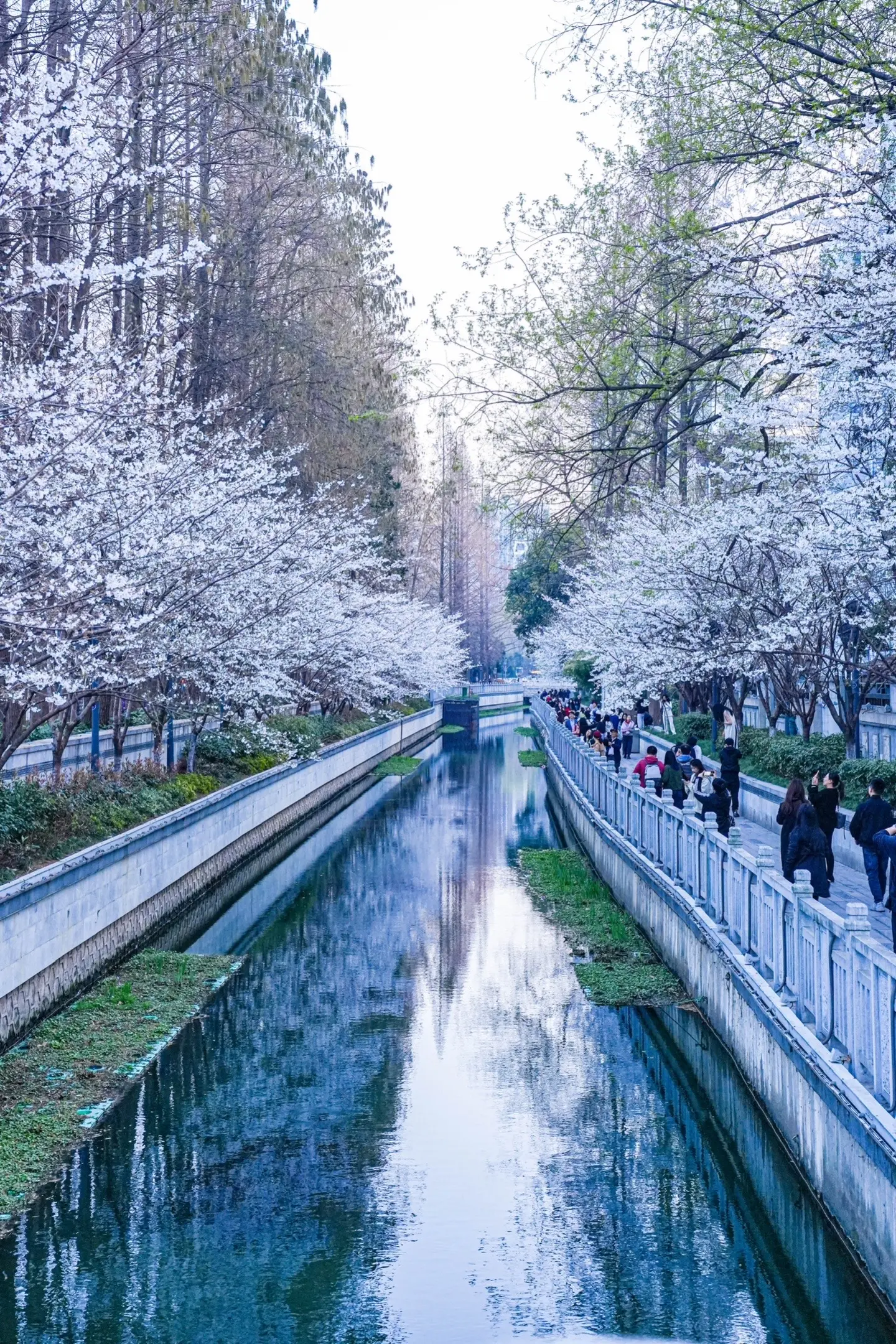 珍珠河的樱花才是属于南京人的浪漫🌸实况。鸡鸣寺附近的珍珠河才是宝藏上樱地，更出片，真的很绝‼️
3.21号去实拍的，没有网上说的开花90%，我目测60%-70%这样，去年盛放期去过，简直就是漫画中的场景，浪漫极了‼️
昨天去人流量远没有鸡鸣寺多，而且更适合拍人像，姐妹们速去。
.
📍珍珠河
🚇交通：3号线鸡鸣寺1️⃣号口或者浮桥1️⃣号口下，现在我推荐浮桥下，因为这段樱花现在开的比较旺 