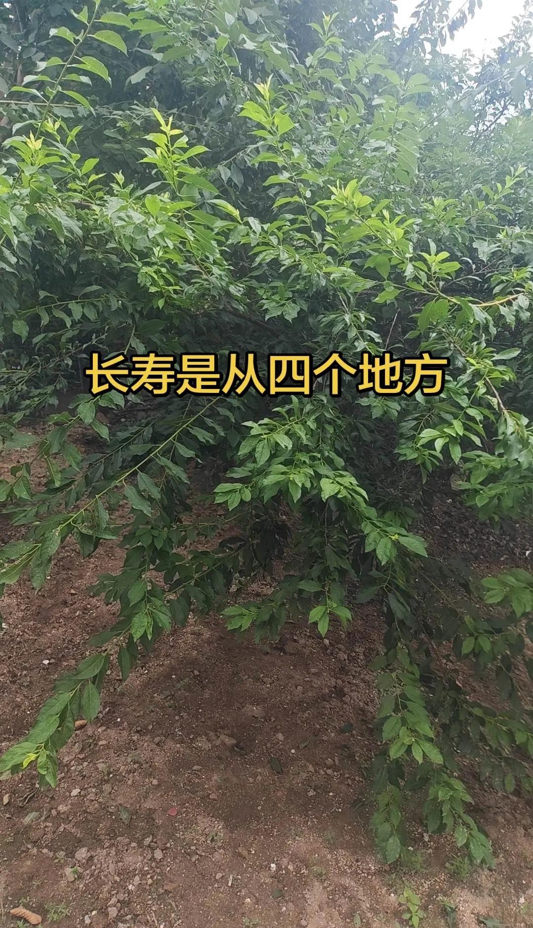 谁还没看孙颖莎这场神仙对局！2026伦敦世乒赛国乒对战韩国女团，莎莎和金娜英打满