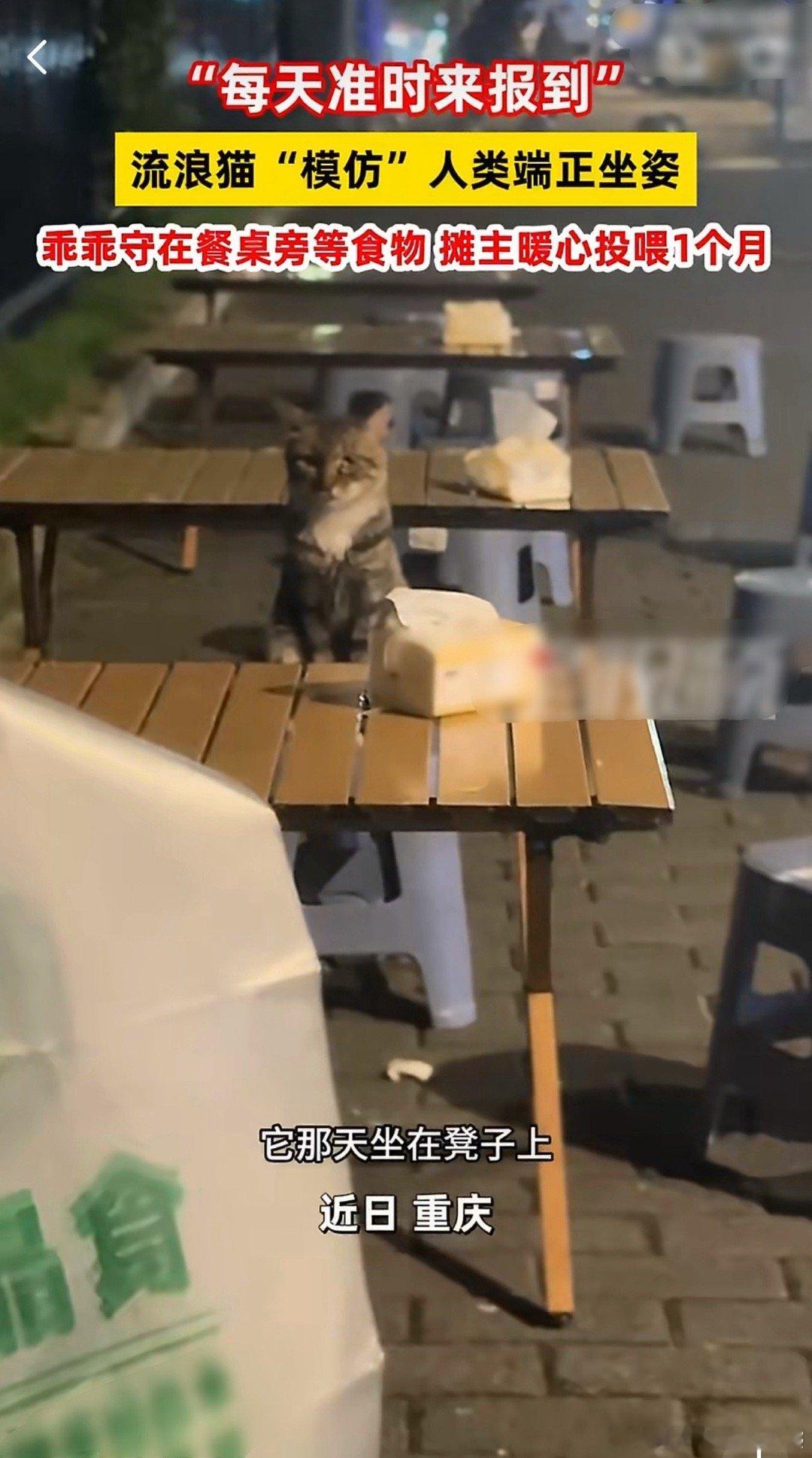 流浪猫端坐餐桌前乖巧等待投喂猫咪是真的聪明，平时不顾后果的淘气不听招呼那是它不想