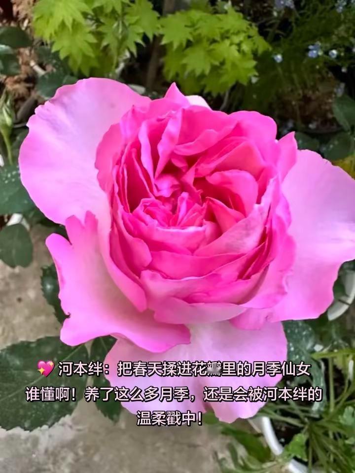 分享我今年养得最满意的4款月季，各有各的美，各有各的温柔，从花苞到盛开，每一朵都