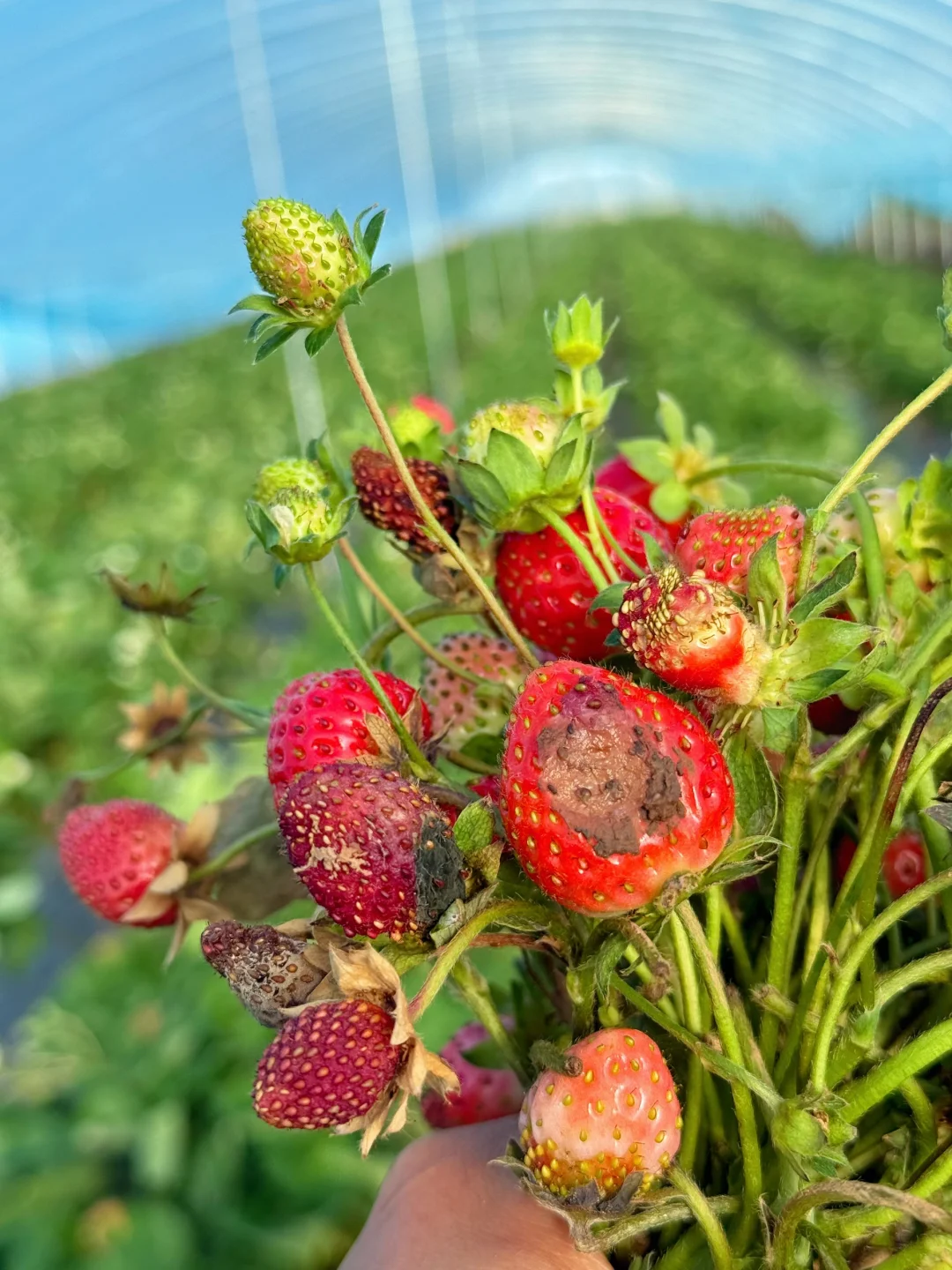 那些喷我的同行闭嘴吧，我家草莓就是不打💊！