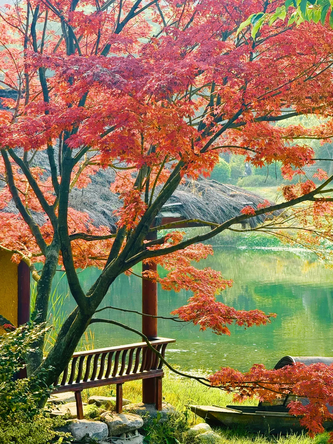 成都拍照🍁｜浣花溪湖边的红枫真的太美了~