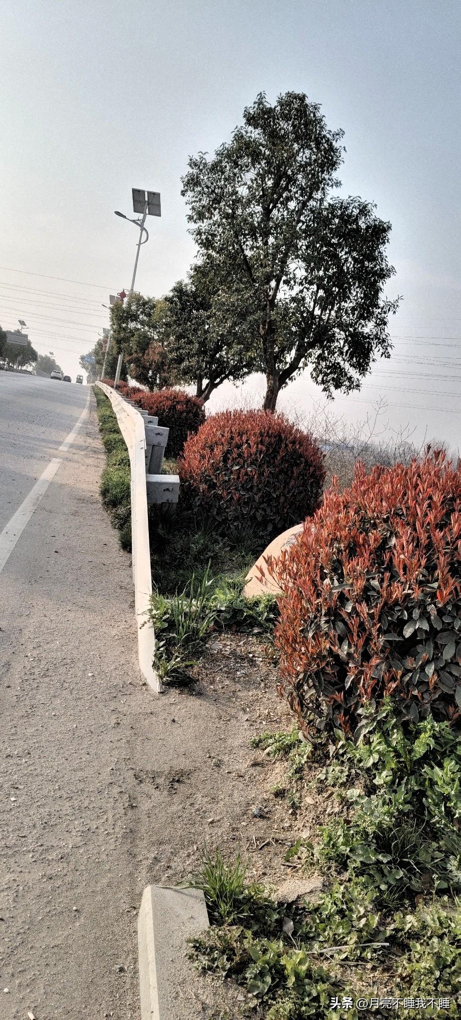 走在这条乡间小路上，风里都带着点暖融融的味道。路边的红叶石楠攒着劲儿冒新叶，红得