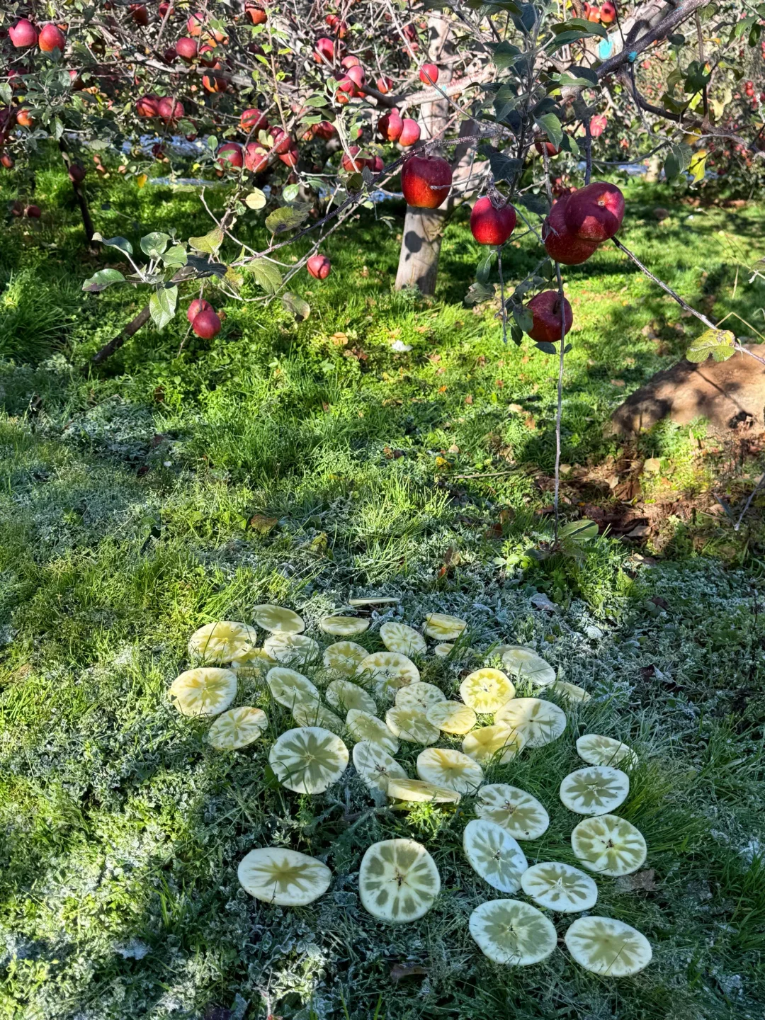 天气越冷，苹果糖心更好，更脆更甜。