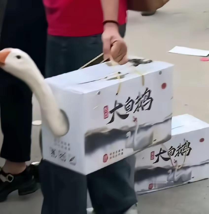 鹅恐怕这辈子都没想到
自己还能出礼盒
原来有网友过节
一人送一只鹅
​但是老板想