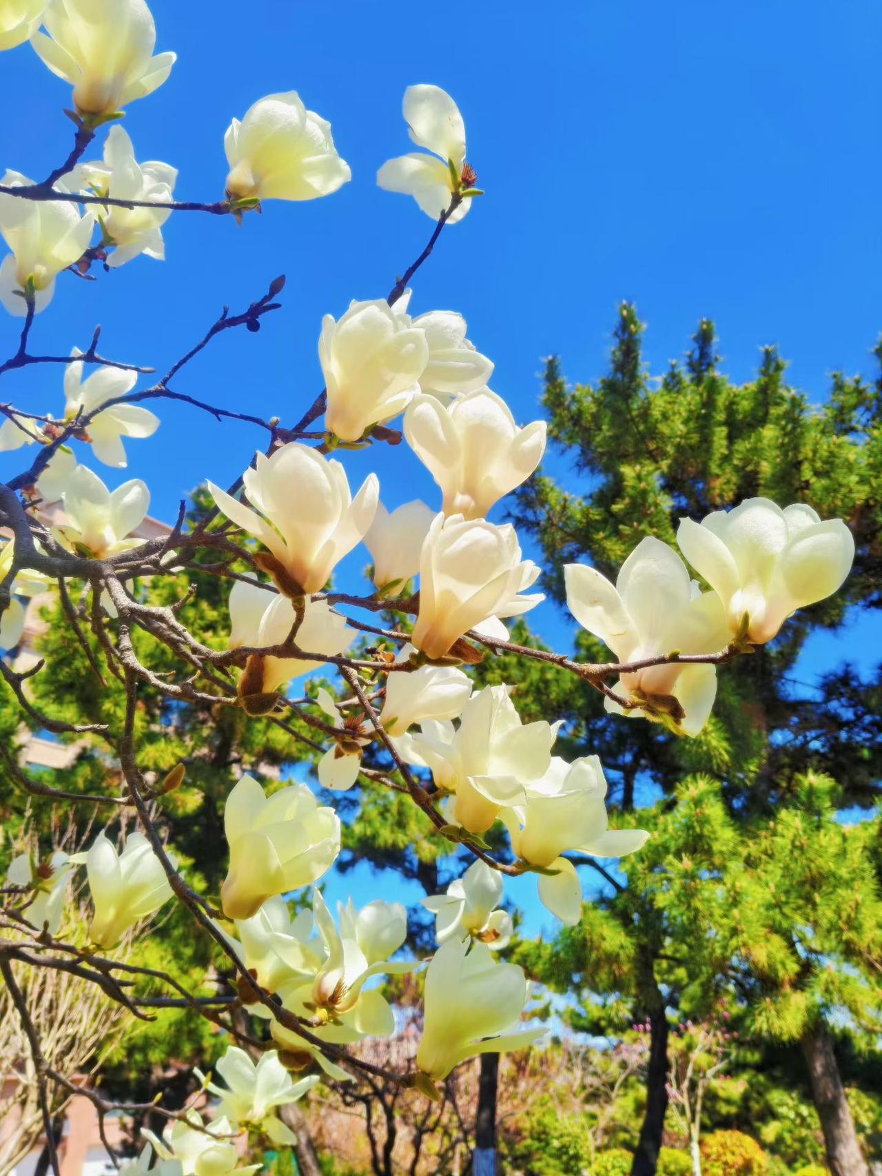 朵朵都是那么惹眼，真的是挪不动步啊！