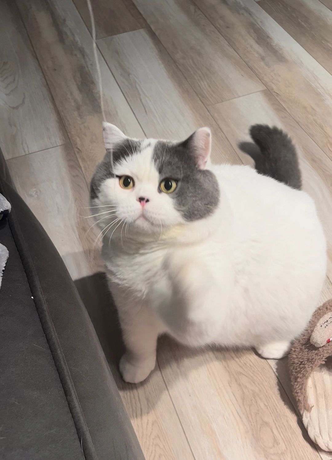 小肥猫，你的脸怎么像圆规画一样圆啊！