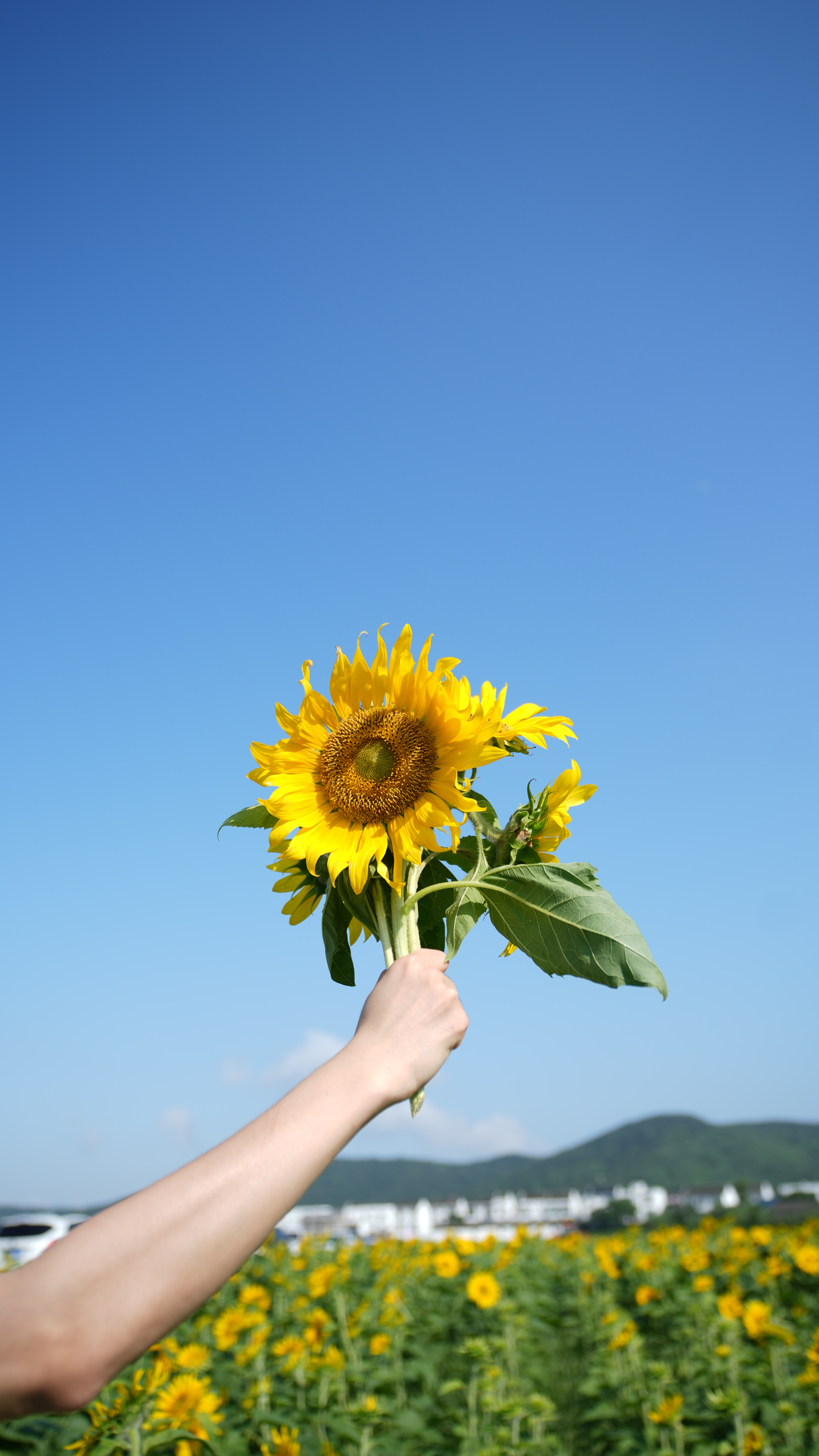 云尚岱山向日葵 半街的向日葵开啦🌻一整个夏天的快乐都在这里了 