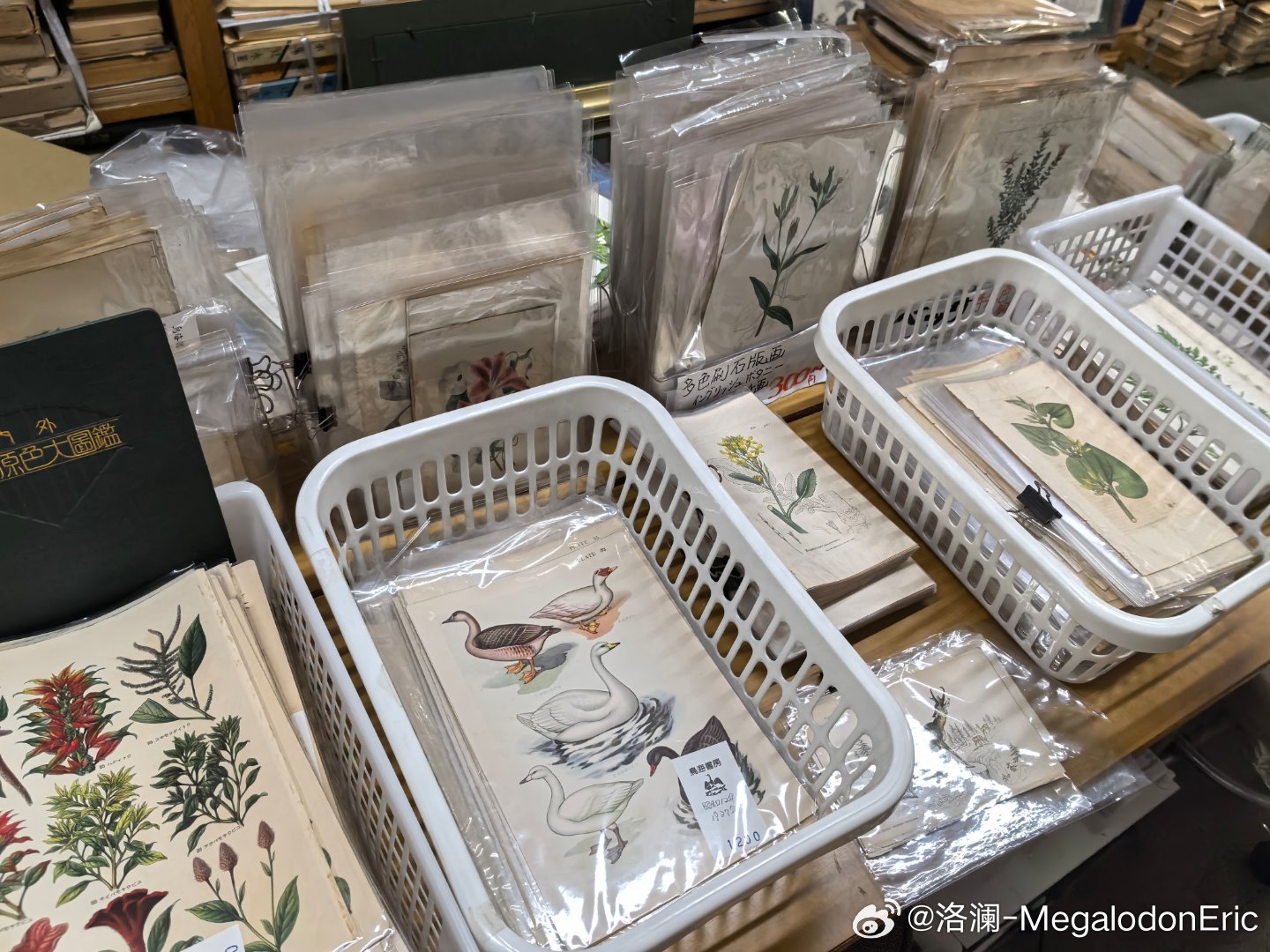 打卡全球最大的书市：神保町整条街道上有上百家书店，旧书新书都有，真的是耗子掉米缸