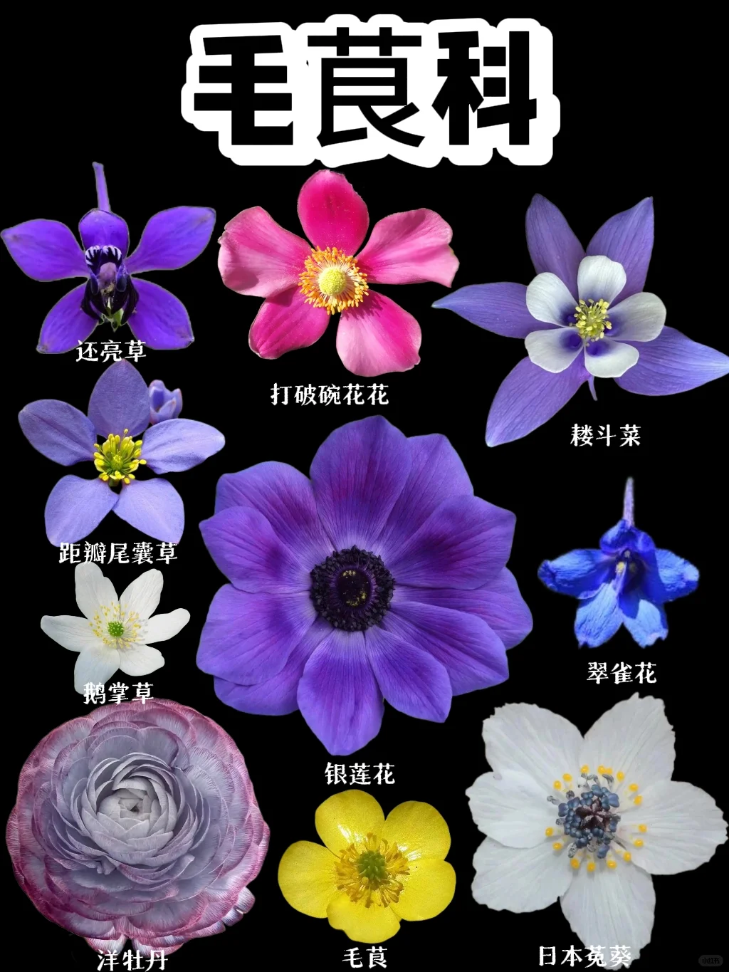 【毛茛科】好漂亮～