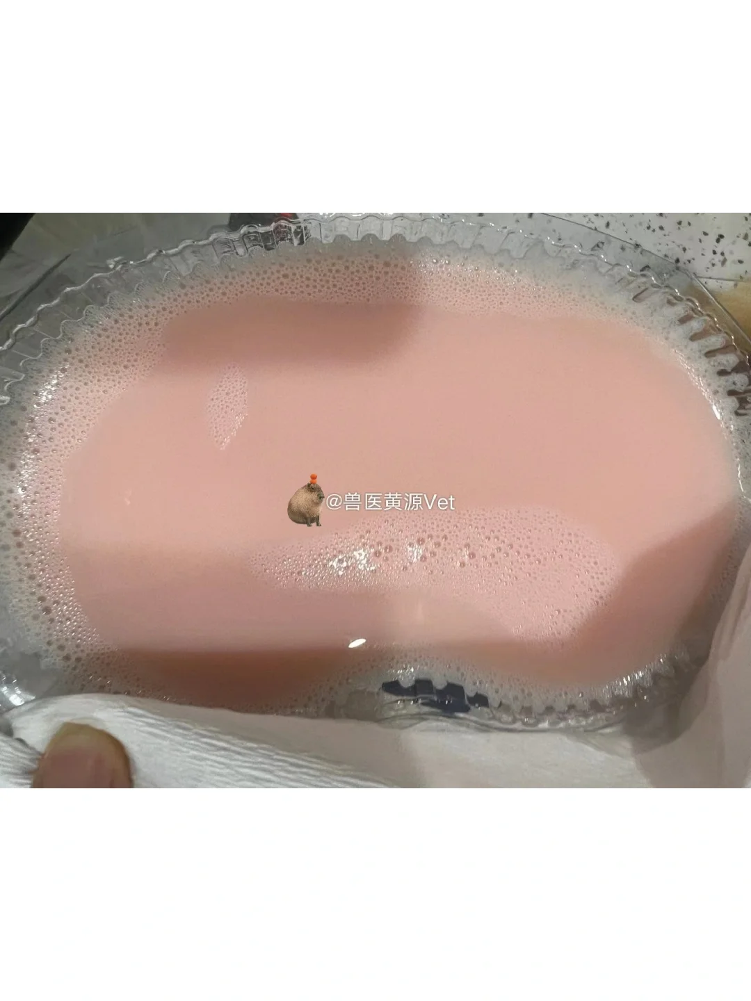 十几岁的猫也能做乳糜胸手术，年龄不是问题