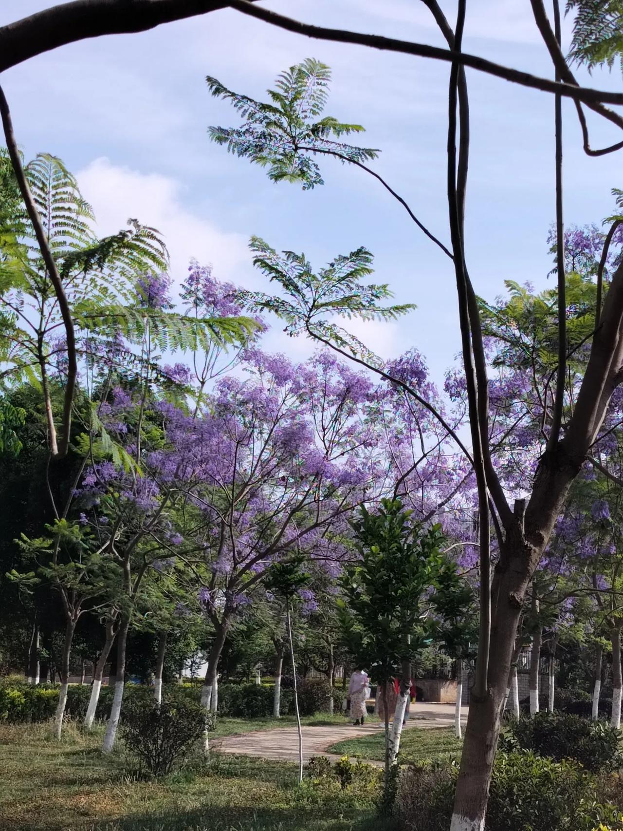 蓝楹花盛开，漫步在绿意盎然的公园小径上，感受大自然的宁静与美好。