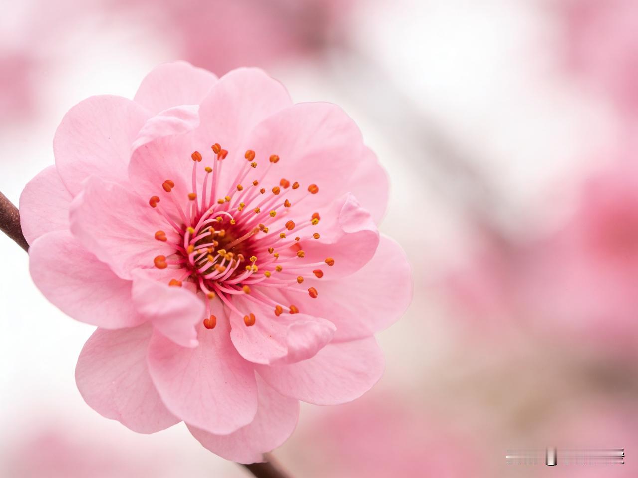 天南地北大拜年