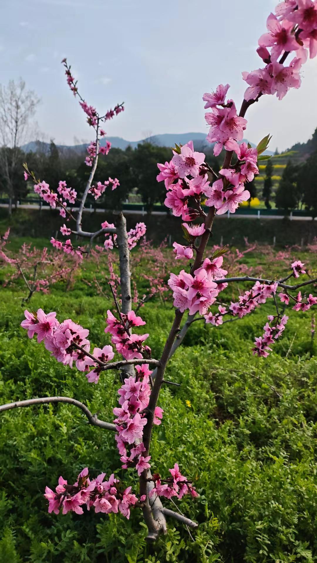 邀你来赏花 一花一草一世界