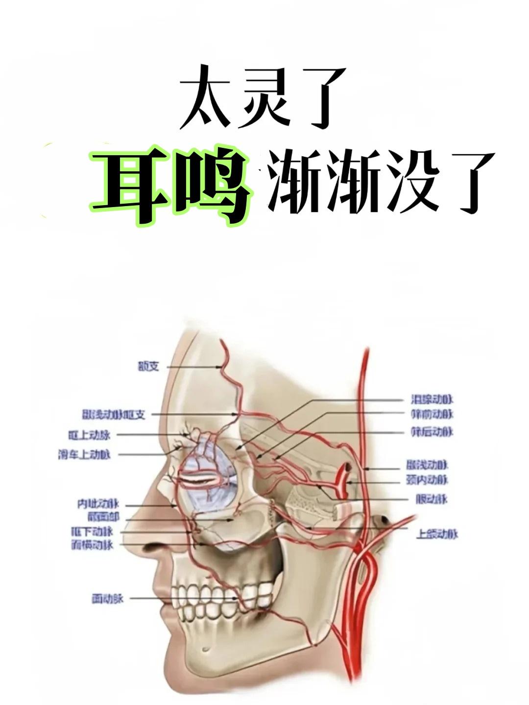 太灵了，耳鸣渐渐没了
在很多大夫的认知里，耳鸣多由肾虚、肝火、脾虚湿困所致，但我