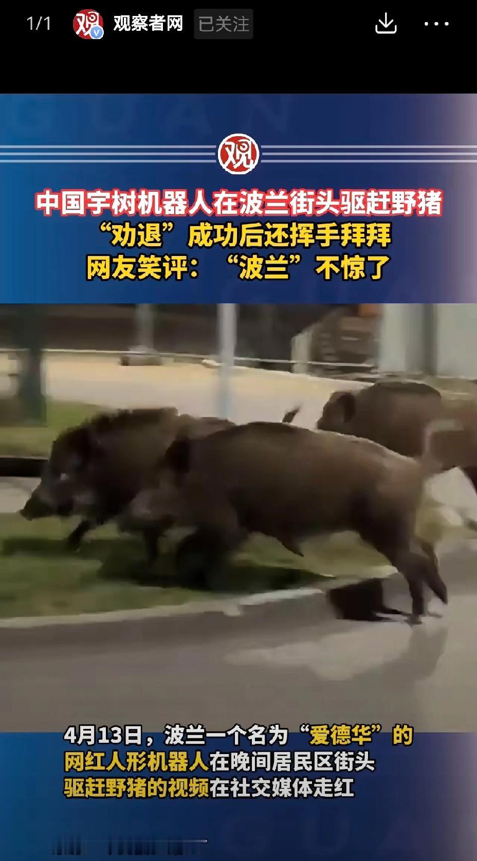 【中国宇树机器人在波兰华沙驱赶野猪礼貌且有效】中国宇树机器人在波兰华沙驱赶野猪这