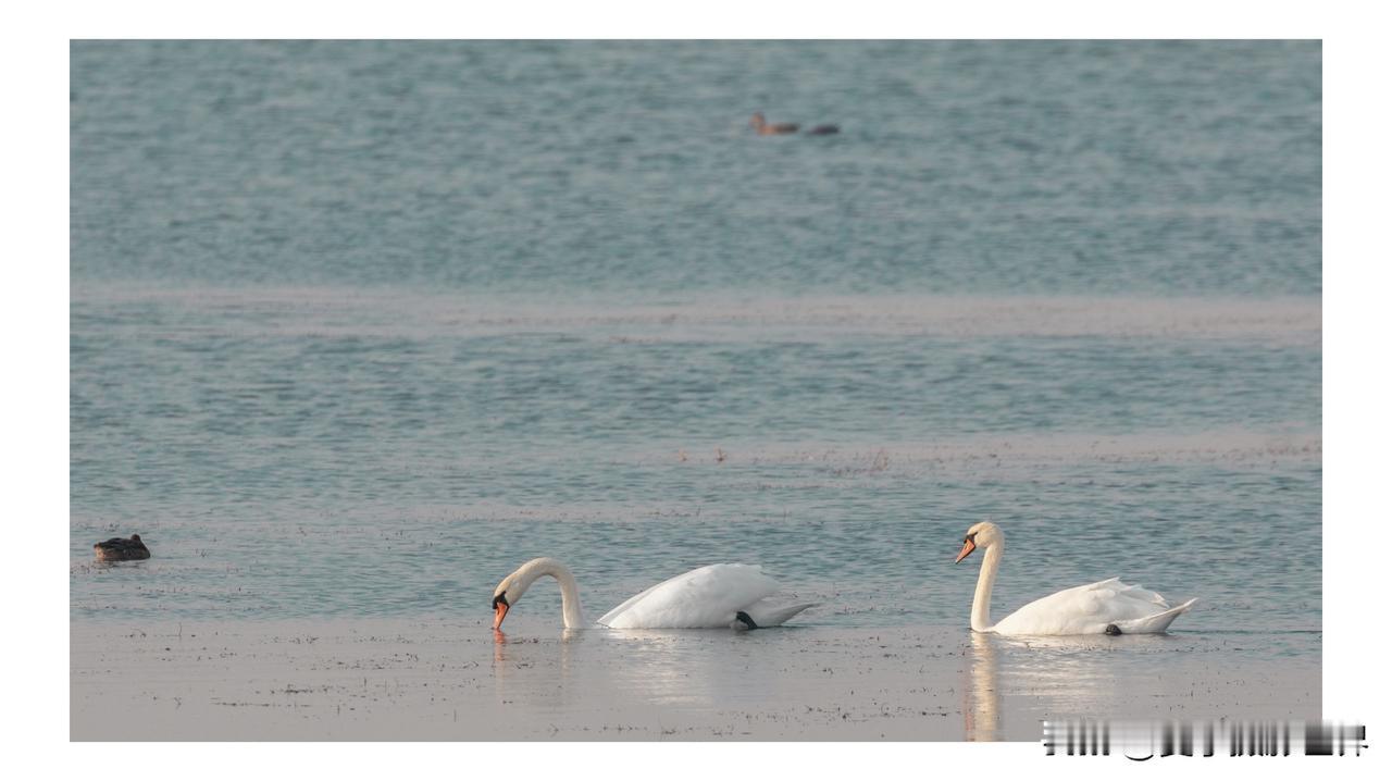 野外就能拍到，不用进保护区//@RobinLiu1246834380:欣赏老师精