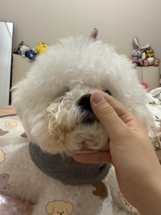 养狗人这个手势懂的都懂