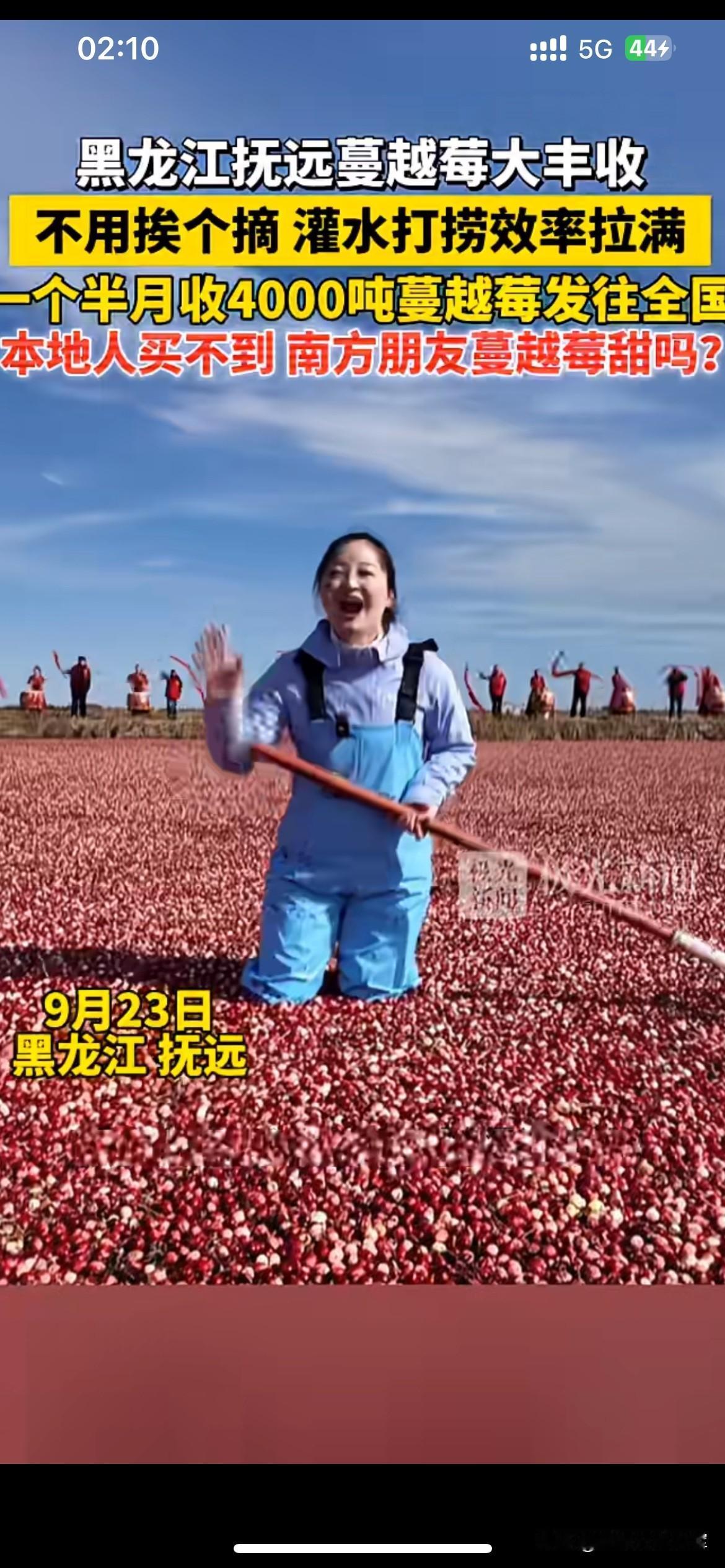 蔓越莓采收场面太震撼，本地人反倒难买到鲜果

黑龙江抚远的蔓越莓迎来大丰收，采收