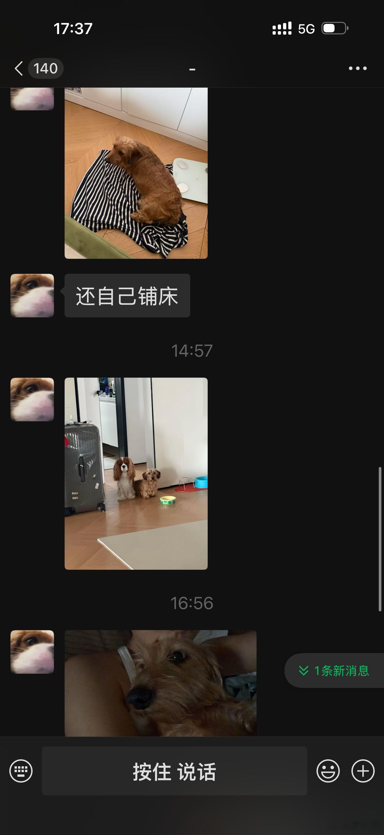 完全偷狗贼 