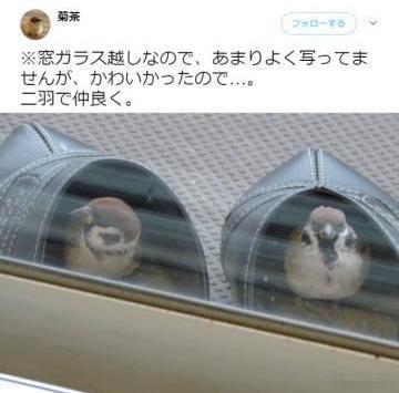 窗外的麻雀～在鞋子里面取暖🙊 ​​​