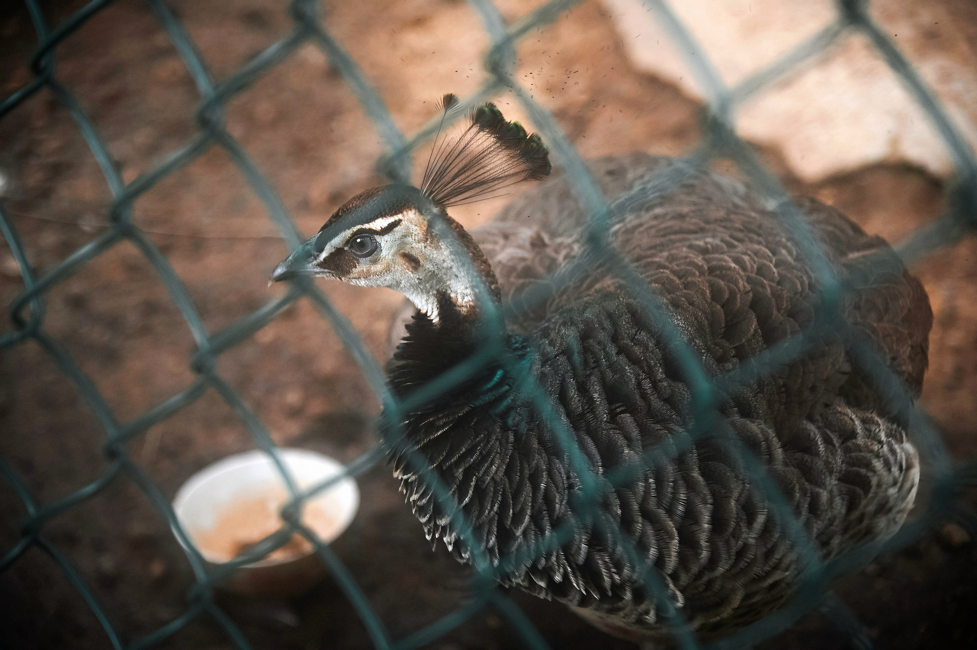 我们学校的🦚孔雀 