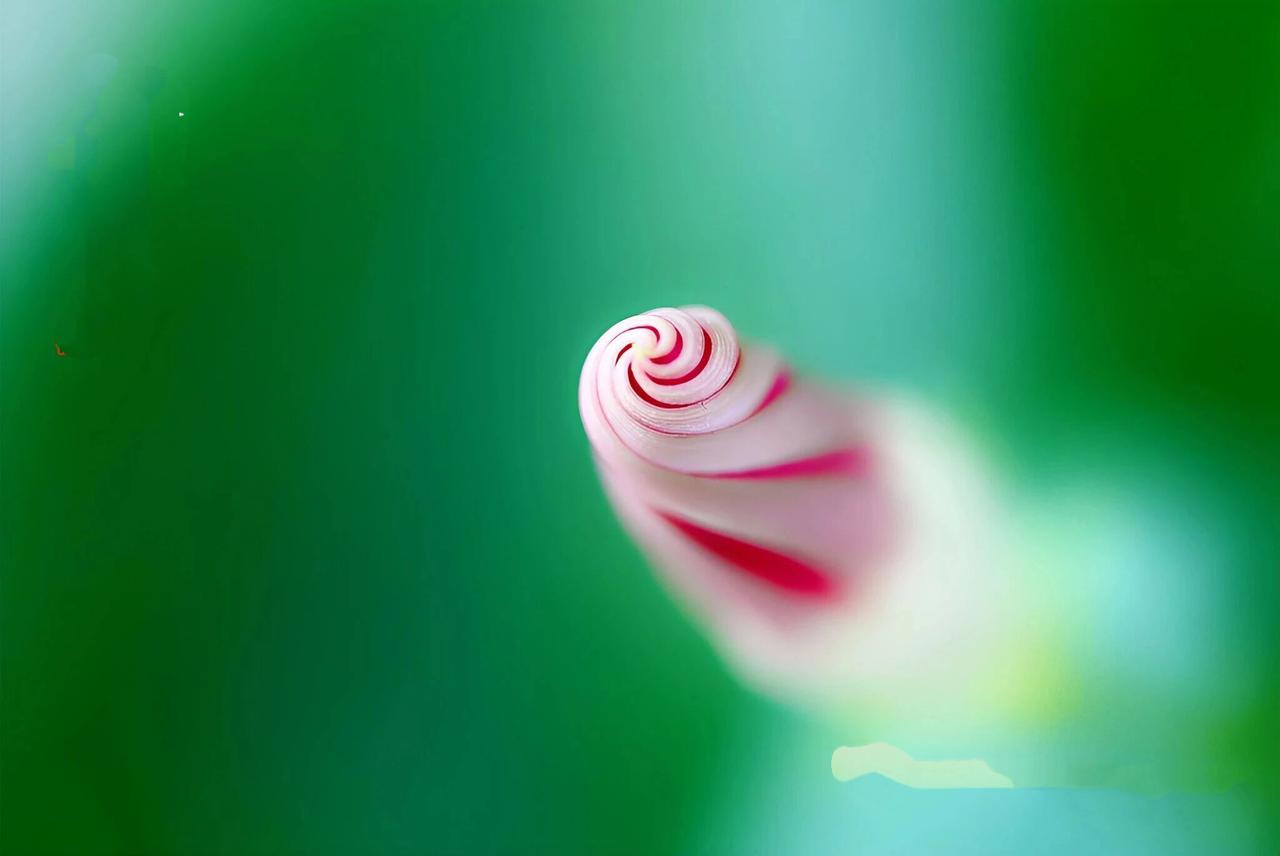 爱在牵牛花……