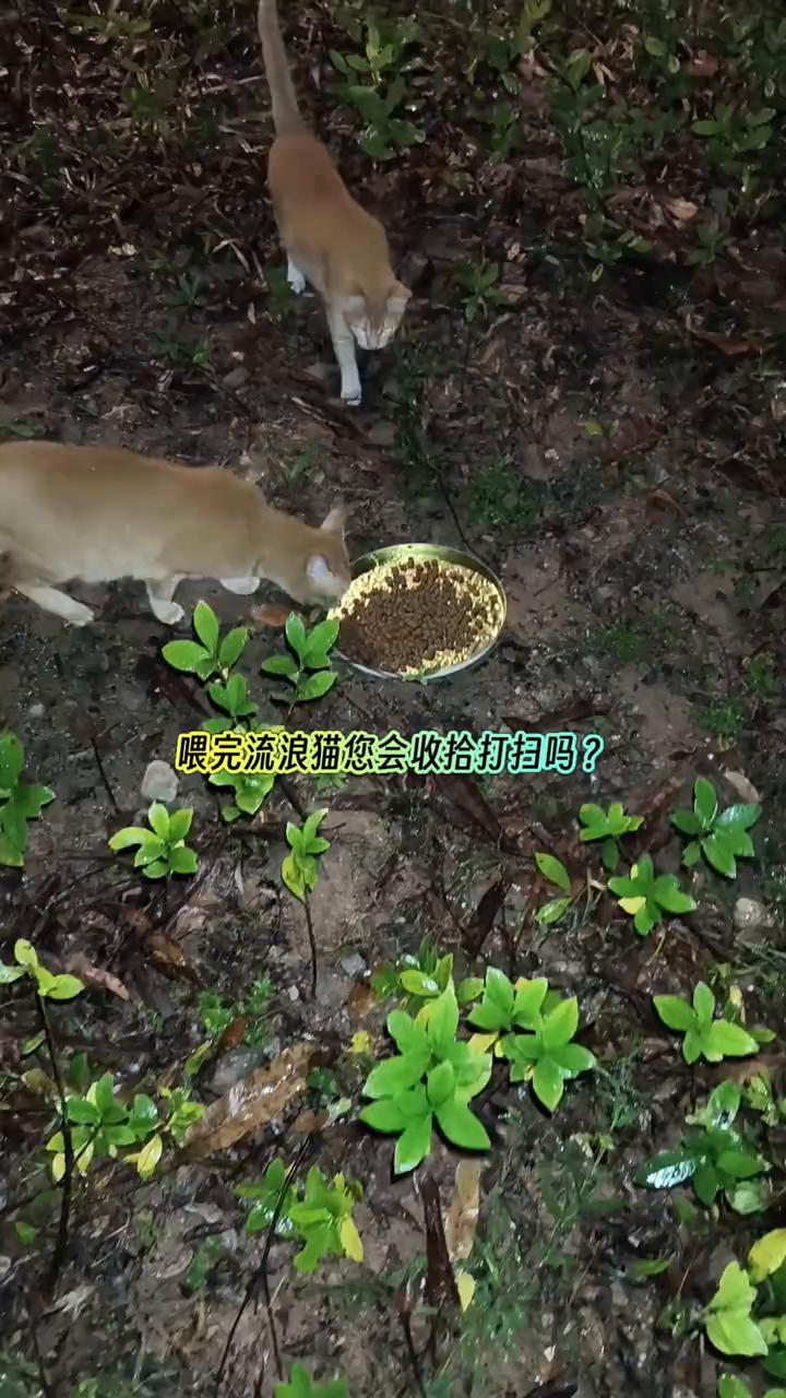 喂完流浪猫您会收拾吗？我都是凌晨静悄悄的喂，然后收走食盒、水盒，跟没有喂过流浪猫