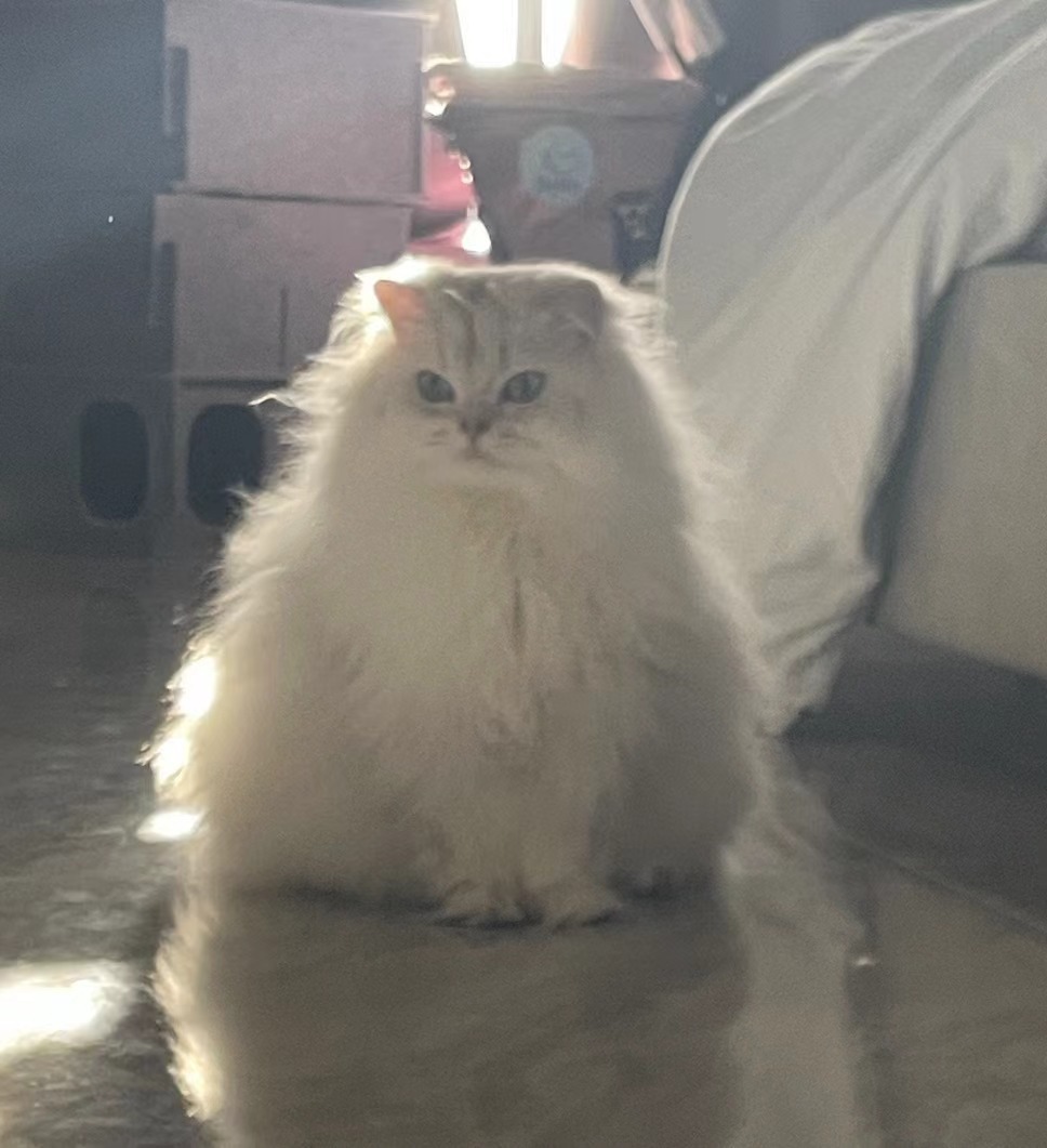 不及娘娘凤仪万千#英国长毛猫##银渐层##辣椒家新家回访# ​​​